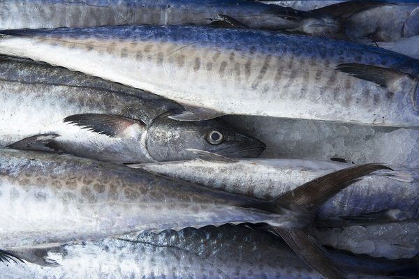 Fresh-Fish-Kerala Fish Market